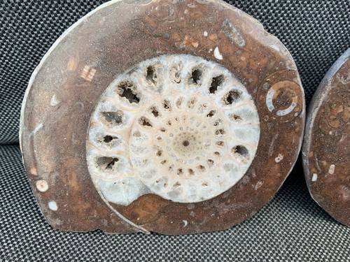 Polished goniatite pair - goniatite,