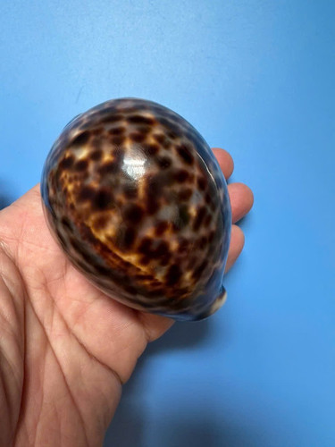 Cypraea tigris - mm,
