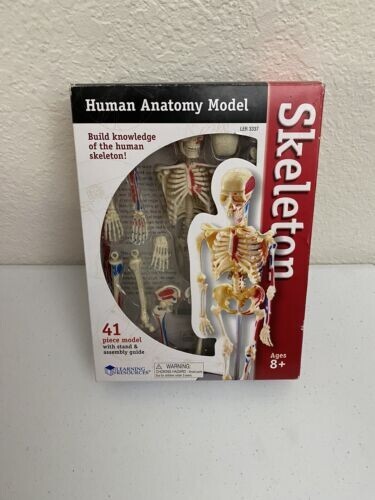 Modello anatomia umana - anatomia,