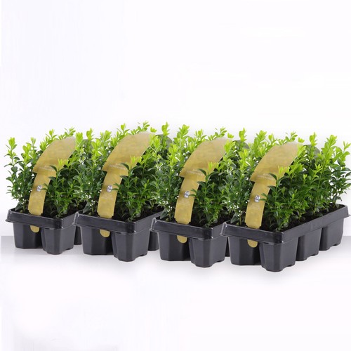 Bosso buxus microphylla - bosso, "buxus