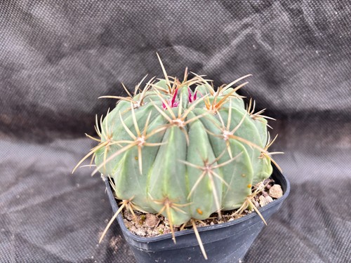 Ferocactus macrodiscus vivaio - ferocactus, -vivaio