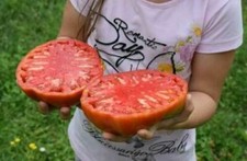 POMODORO GIGANTE BISTECCA -