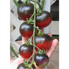 POMODORO INDIGO APPLE, 50 semi