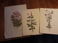 3 vecchie stampe motivo floreale 