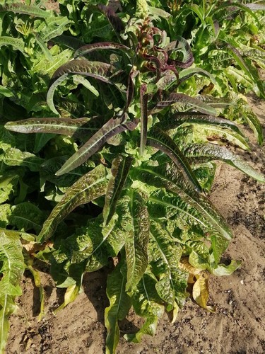 Insalata asparagi red - asparagi,