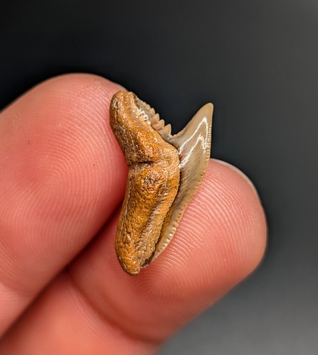 Splendido dente squalo - splendido, di