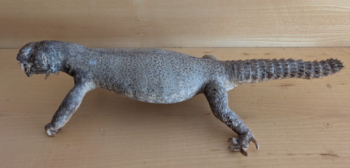 Taxidermy taxidermie - taxidermy,
