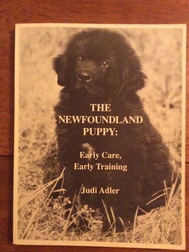 The newfoundland puppy - newfoundland, early