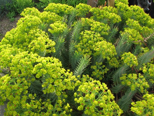 Euphorbia rigida euforbia - euphorbia,