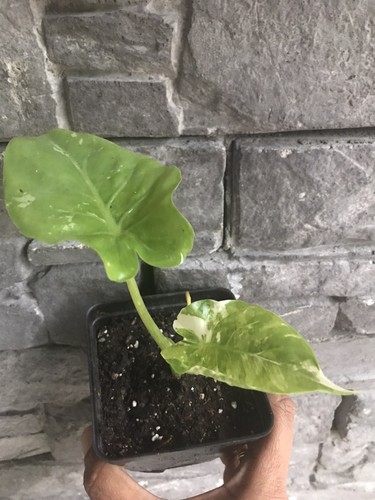 Alocasia macrorrhiza albo - alocasia,