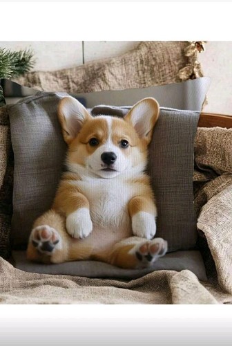 Copricuscini per cani carini - copricuscini,