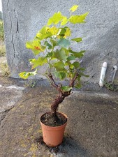 Vite uva bonsai vaso - vite,