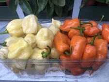 250 Gr Habarero Orange +250 Gr Habanero White Fresco! NB:Chiedi disponibilità!