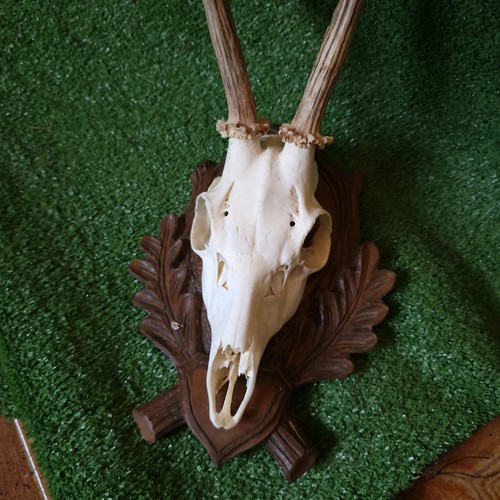 Trofeo capriolo - di,