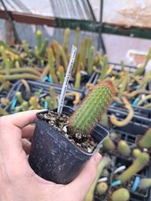 Hildewintera Humkes Rubin  Plant Rare