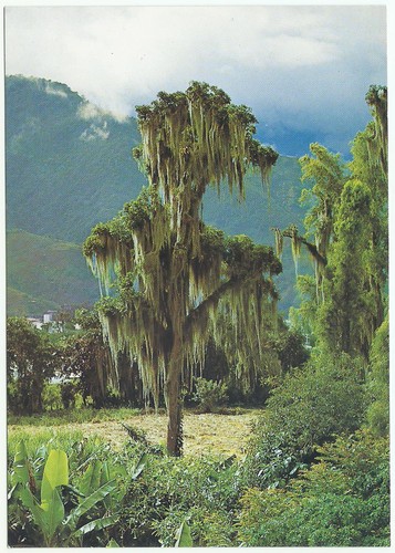 Ande venezuelane vintage - pc,