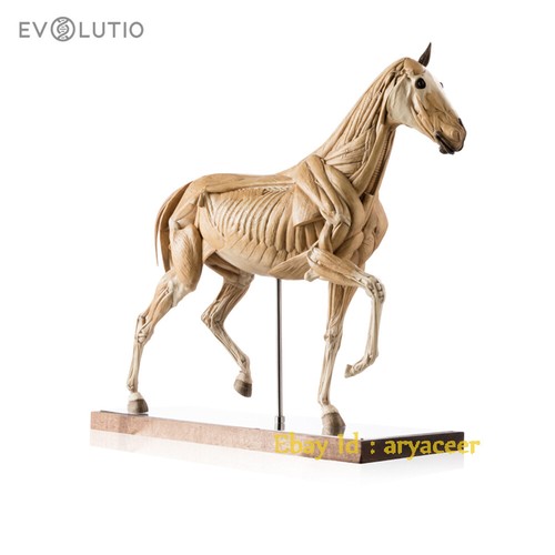 Very museum evolutio cavallo - museum,