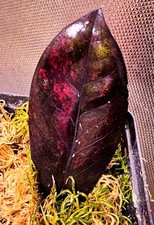 Zamioculcas zamiifolia nero - zamioculcas,