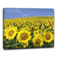 Niik Quadro campo di girasoli