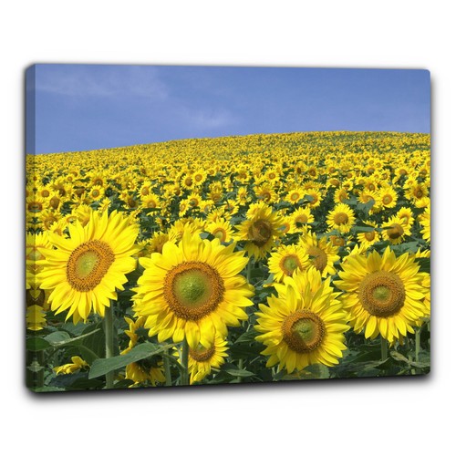 Niik quadro campo girasoli - niik,