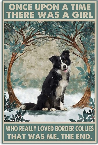 Border collie magnete - ,