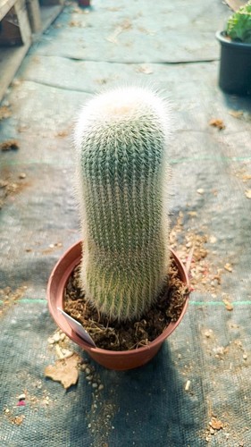 Notocactus leninghausii