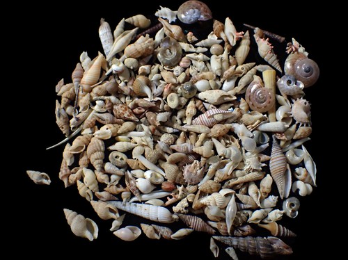 Conchiglia mare - conchiglia, di