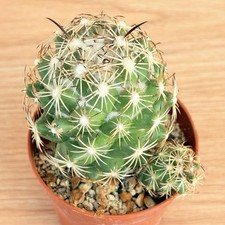 Coryphantha cornifera ,  pot