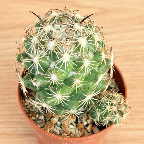 Coryphantha cornifera pot - coryphantha,