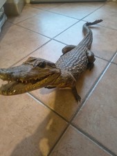 Coccodrillo del nilo - nilo, v