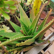 ALOE Vera STRIATULA BREVIFOLIA Miller arborescens Pianta grassa +un Omaggio