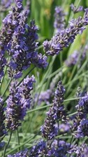 Pianta di Lavanda Grosso Vaso