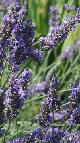 Pianta lavanda grosso vaso - di,