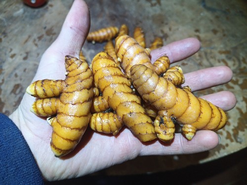 1000gr cúrcuma longa - 1000gr, fresca
