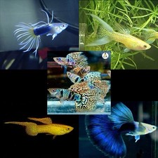 Pesci Guppy Pacchetto Di 5