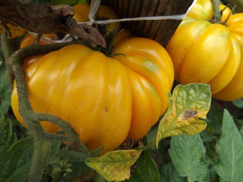 Pomodoro florentine beauty - pomodoro, 5+