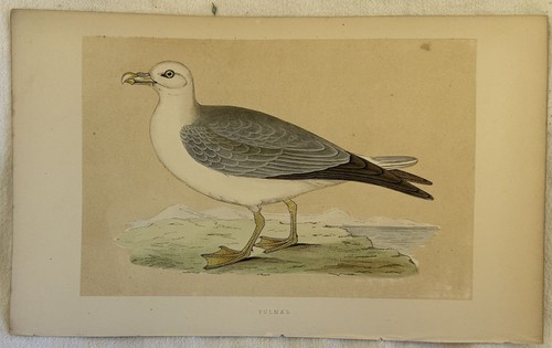 Morris fulmar fulmarus - morris,