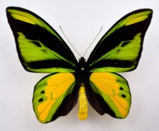 Ornithoptera chimera charybdis