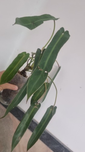 Philodendron spiritus sancti - spiritus,