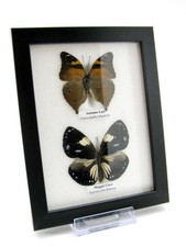 2 farfalle vere, imbottite