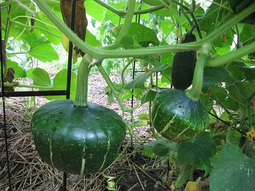 Semi zucca buttercup - zucca, *