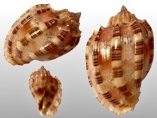 Harpidae, Harpa Harpa, Bongao
