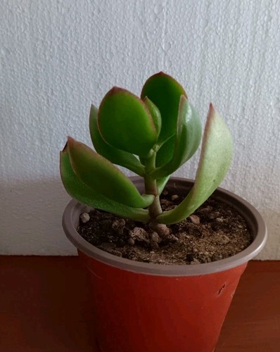 Crassula ovata obliqua vaso - crassula, 10