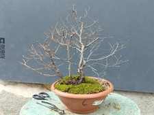 Bonsai Olmo Campestre In Vaso