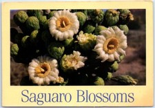 Cartolina - Fiori di cactus