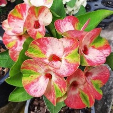 Corona di Spine Siam Niramit Thai Hybrid Christ Plant Euphorbia Milii