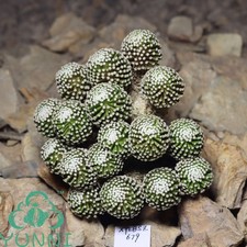 10,5 cm raro cactus