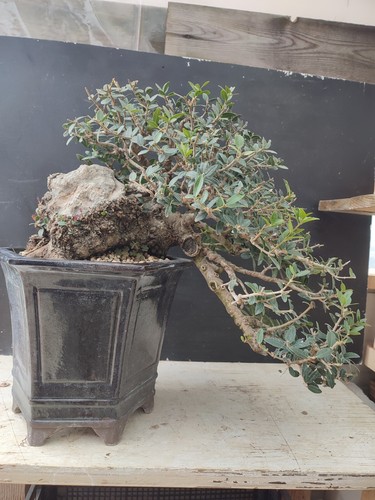 Bonsai philirrea yamadori - bonsai,