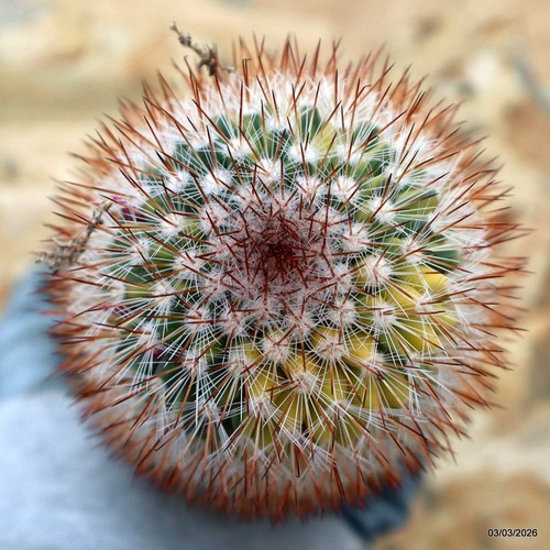 K196 mammillaria variegated - k196,