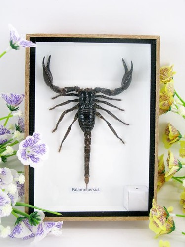 Gigante vero scorpione - ,